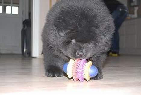 Chow chow nikita - Det er nu sjovt med alt det legetøj de har  billede 2
