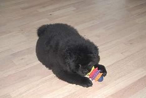 Chow chow nikita - har den stadig men der bliver kamp for den er ny hi hi  billede 3