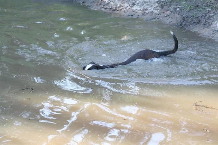 Boxer Ronja - Pas på dernede....her kommer en rødbede.... billede 7