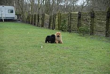 Chow chow nikita - ude at lege med min ene storesøster . billede 4