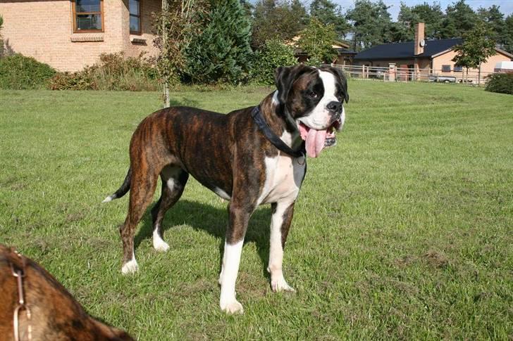 Boxer Ronja - ja....... jeg er overskøn.....og jeg ved det ;) billede 8