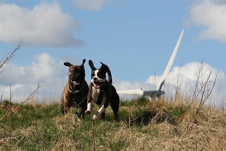 Boxer Ronja - Mig og min soulmate......Eller nowet...... billede 9