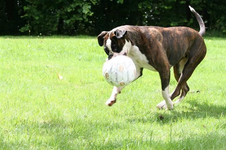 Boxer Ronja - Jeg elllllsker at spille bold... billede 10