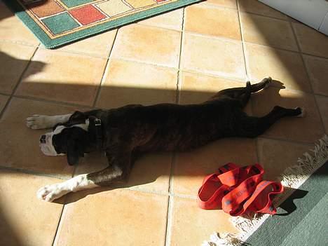 Boxer Ronja - total afslapning.....G........ billede 11