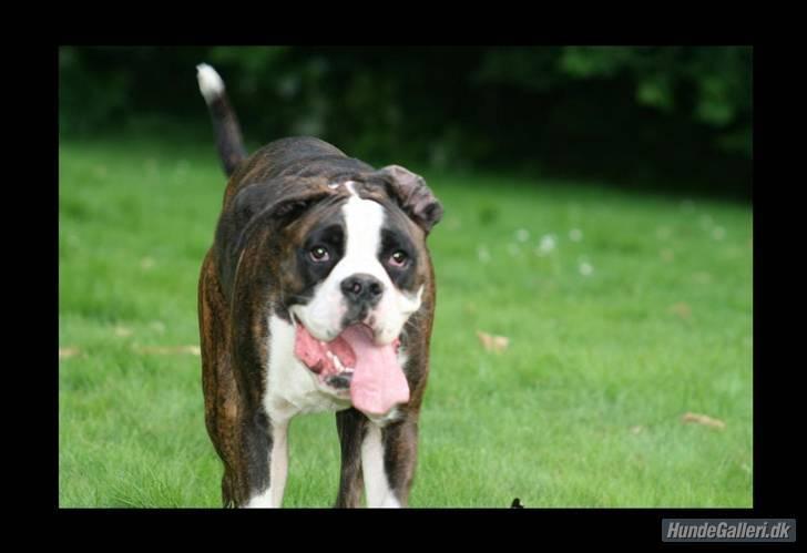 Boxer Ronja - Ja du er heller ikke selv for stylet i dag....;) billede 12