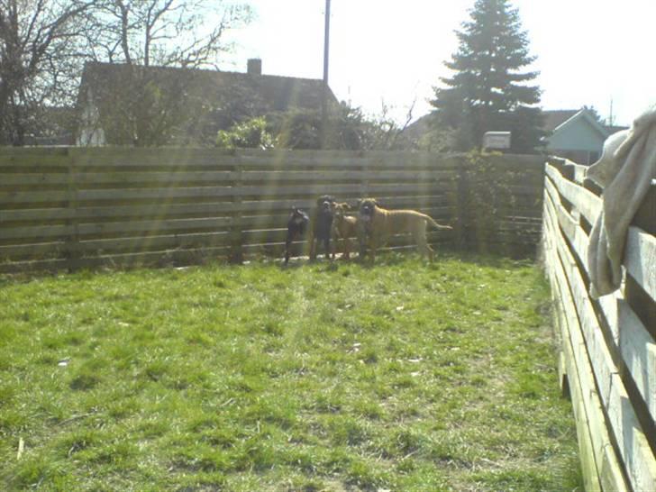 Blanding af racer Frej billede 19