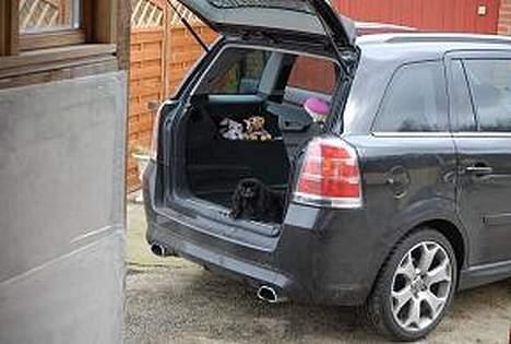 Pekingeser mila - nej hvor jeg ligger godt i Jespers nye dyt bare flot og alle de andre må ikke komme ind i den ha ha  billede 11