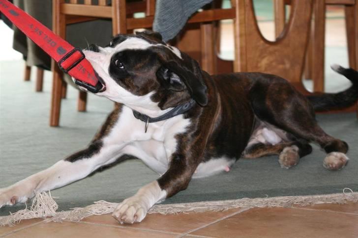 Boxer Ronja - c", ) billede 13