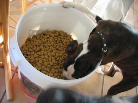 Boxer Ronja - Vil selv....kan selv...... spise felias foder....G... billede 14