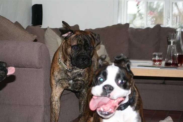 Boxer Ronja - hi hi hi ha ha ha hi  fang mig hvis du kan dit dovendyr.......wroooom...... billede 15