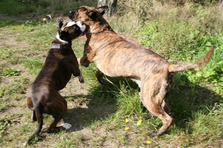Boxer Ronja - Rocco jeg sir dig..... sådan her føles det at ha en tæge! billede 16