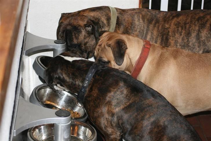 Boxer Ronja - hey, er der nogen der har noget salt????? billede 17