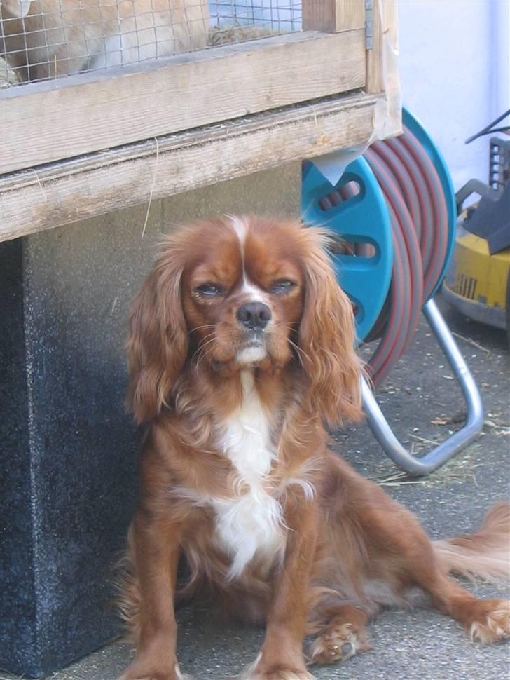 Cavalier king charles spaniel Düchess  [Himmelhunden] - "Jeg holder lige vagt ved kaninen mor" billede 10