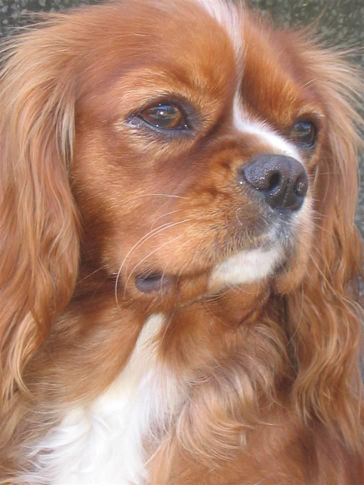 Cavalier king charles spaniel Düchess  [Himmelhunden] - Stadig på vagt ved kaninen ;)  billede 11