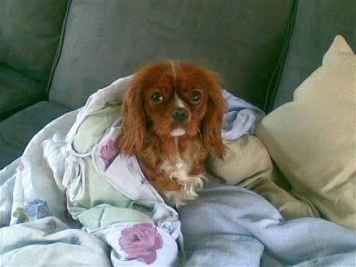 Cavalier king charles spaniel Düchess  [Himmelhunden] - En kold vinterdag på sofaen :D  billede 12