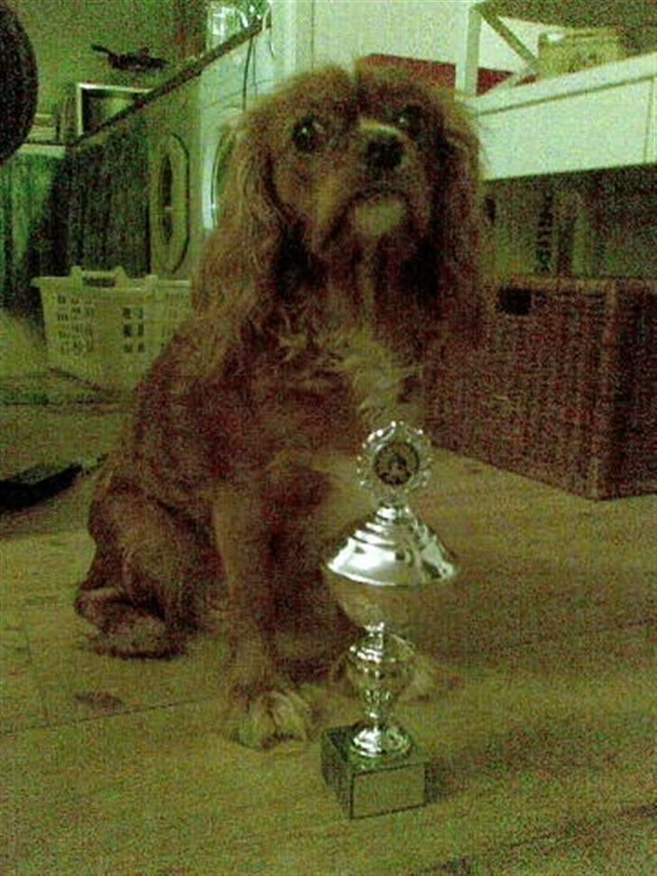 Cavalier king charles spaniel Düchess  [Himmelhunden] - Düchess og hendes nyerhvervede pokal. (Dårlig kvalitet, ved det godt)  billede 13