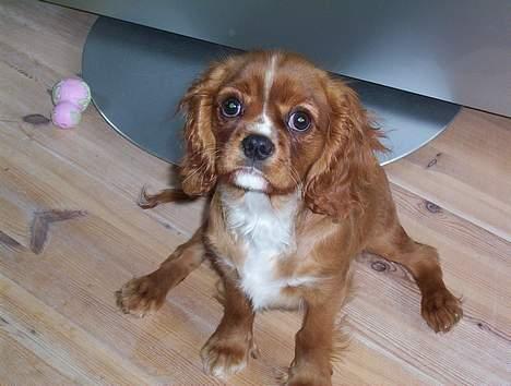 Cavalier king charles spaniel Düchess  [Himmelhunden] - Det er altså lidt svært at stå fast på gulvet. Mor har også snakket om nogle "Kattepoter" men her satte jeg en stopper. billede 14