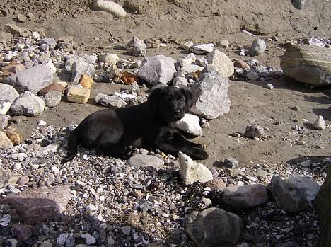 Labrador retriever Freja - hmm dejligt vejr..! billede 1