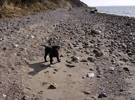 Labrador retriever Freja - Var der nogen der kaldte..! billede 2