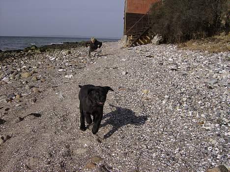 Labrador retriever Freja - Ja ja nu kommer jeg..! billede 3