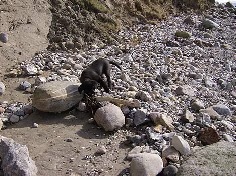 Labrador retriever Freja - Hva fanden den sidder jo fast billede 4