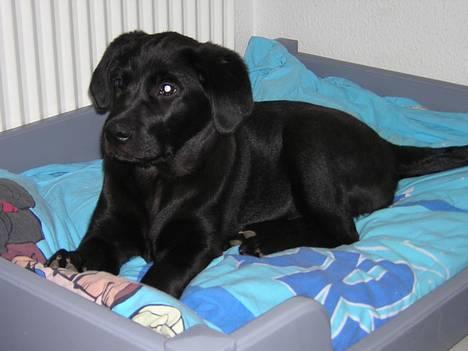 Labrador retriever Freja - Tror nok lige jeg har fortjent en lur..!! snork snork billede 5