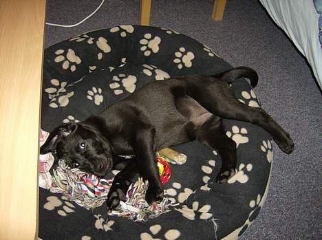 Labrador retriever Freja - hva glor i på..!! billede 6