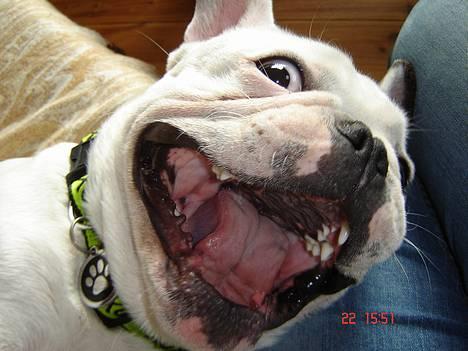 Fransk bulldog Fighter baflo (Baflo) - Gaab...!! billede 1