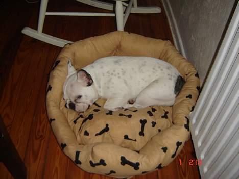 Fransk bulldog Fighter baflo (Baflo) - Er helt færdig. Hård nytårsaften.. billede 2