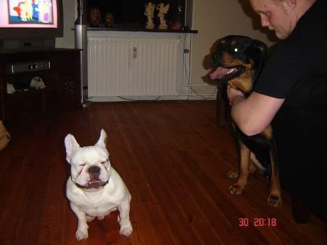 Fransk bulldog Fighter baflo (Baflo) - Mig og min ven Lucas. Uhh... er lidt bange. billede 3