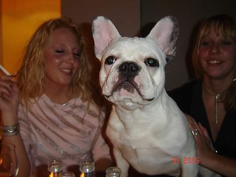 Fransk bulldog Fighter baflo (Baflo) - Baflo nytårsaften. Er med ved bordet. billede 4