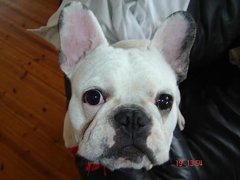 Fransk bulldog Fighter baflo (Baflo) - Haloo... Er der nogen?? billede 5