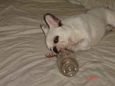 Fransk bulldog Fighter baflo (Baflo) - Øøv den er tom. Moar har drukket al colaen :o( billede 6