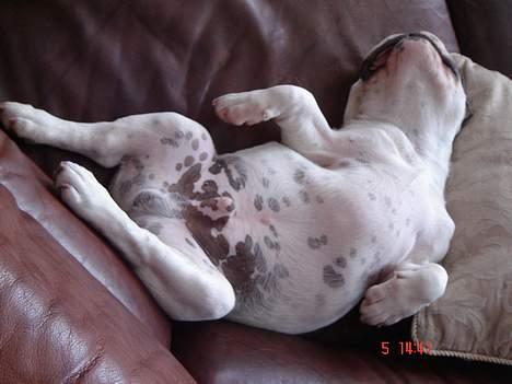 Fransk bulldog Fighter baflo (Baflo) - Får lige en morfar.. zzzz.. billede 7