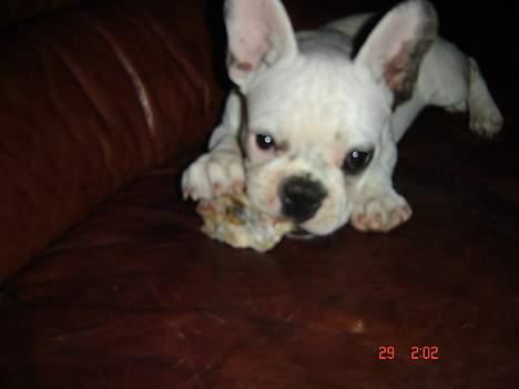 Fransk bulldog Fighter baflo (Baflo) - INGEN tager mit ben... Grr... billede 8