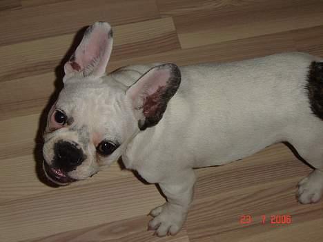 Fransk bulldog Fighter baflo (Baflo) - Smil jeg er på!! billede 9