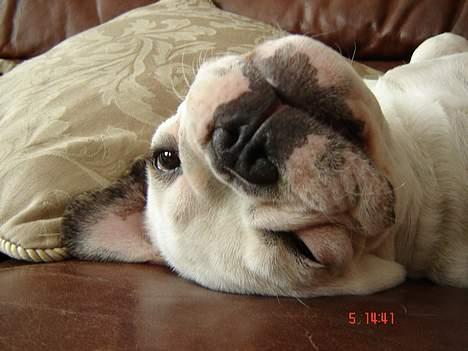 Fransk bulldog Fighter baflo (Baflo) - zzz.... Sagde du noget? billede 10