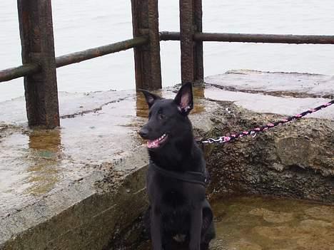 Blanding af racer Tikki - Tikki nyder at være ved Vesterhavet! :) billede 14