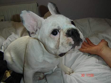 Fransk bulldog Fighter baflo (Baflo) - Skal jeg virkelig?! billede 11