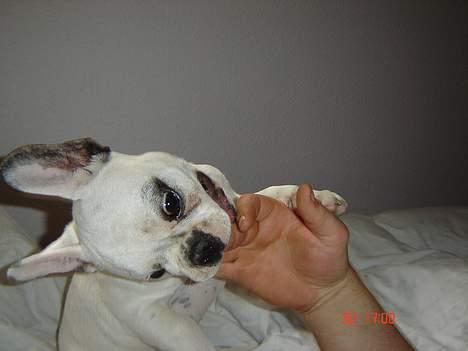 Fransk bulldog Fighter baflo (Baflo) - Gumler på fars fingre. billede 12