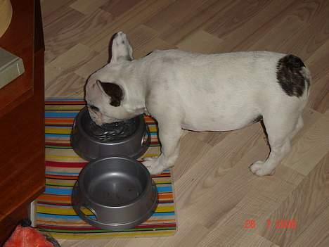 Fransk bulldog Fighter baflo (Baflo) - Og lige en tår vand... billede 13