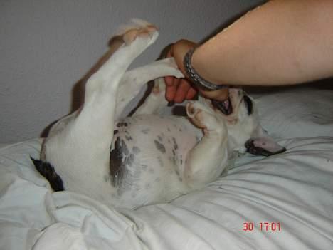 Fransk bulldog Fighter baflo (Baflo) - Kildetur.. billede 14