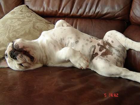 Fransk bulldog Fighter baflo (Baflo) - Ahh... slapper af. billede 15