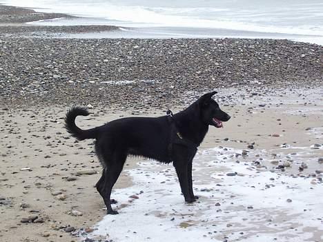 Blanding af racer Tikki - " Det´ jo det store badekar!" :)  billede 15