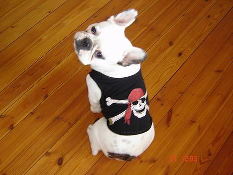 Fransk bulldog Fighter baflo (Baflo) - Se min nye trøje som mor har syet. Mit personlige "rygmærke billede 16