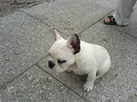 Fransk bulldog Fighter baflo (Baflo) - Baflo den dag vi fik ham. billede 17