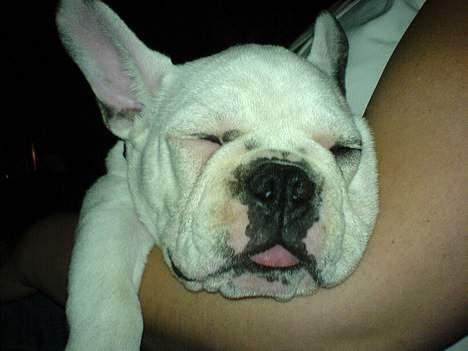 Fransk bulldog Fighter baflo (Baflo) - Det er udmattende at være lille og sød! billede 18