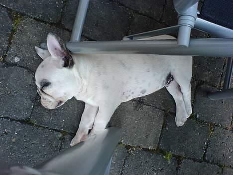 Fransk bulldog Fighter baflo (Baflo) - Samme dag vi fik ham. Gået kold på terassen. billede 19