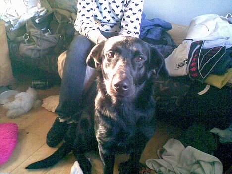 Blanding af racer Rollo billede 1