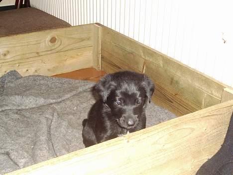 Blanding af racer Rollo - Rollo som hvalp :P billede 4